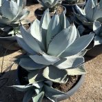 Agáva (Agave parryi) ´PARRYI ´ - výška 30-40 cm,  ⌀ 50-60 cm, kont. C50L (-20°C)